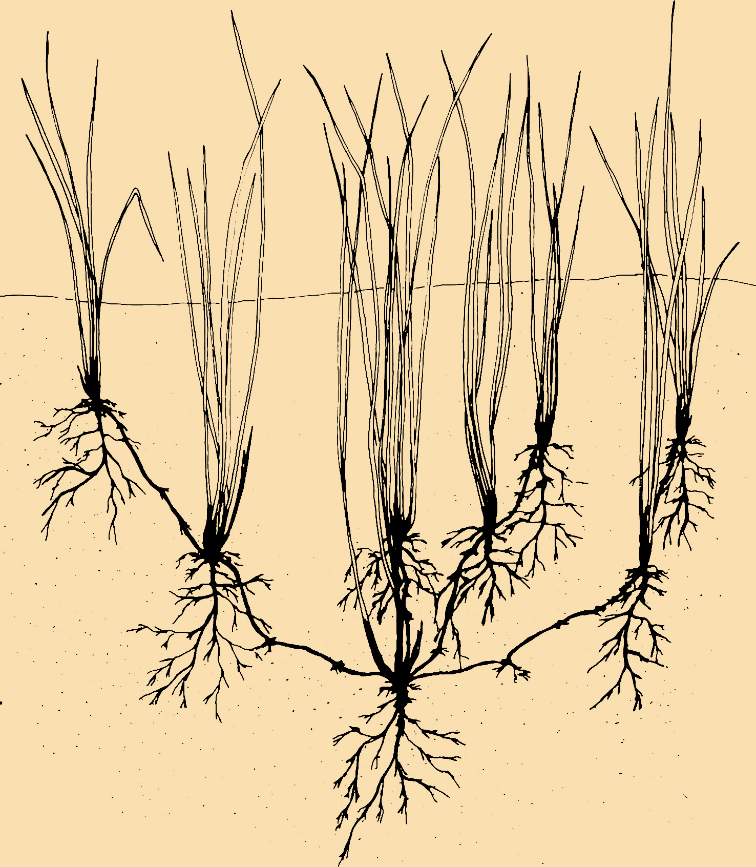 illustration of dune grass