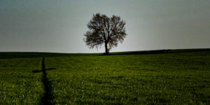 tree and cross