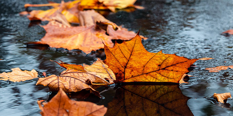 orange fallen leaves sit in rainwater on ground