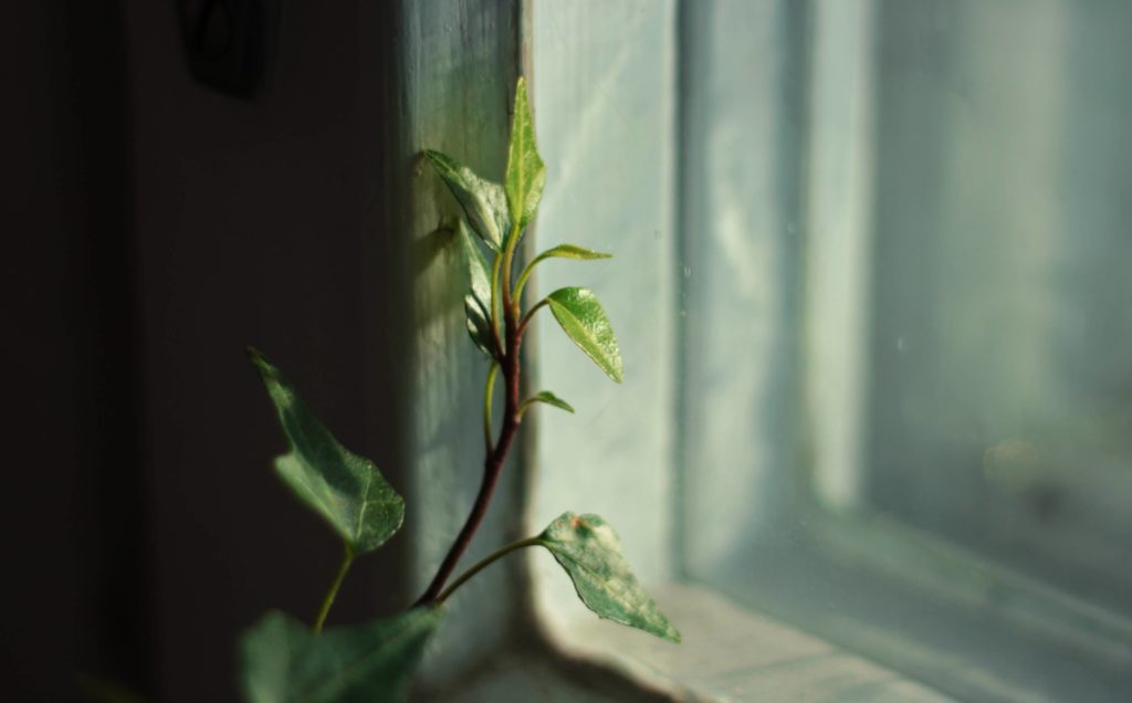plant at windowsill