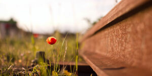 red and yellow flower growing next to a rusty beam
